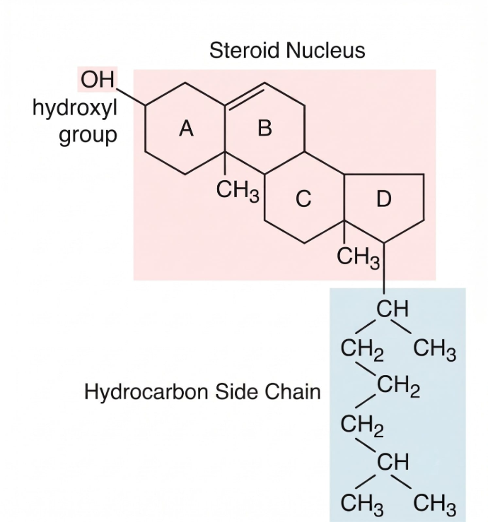 Chemical structure diagram of a cholesterol molecule showing the steroid nucleus, hydroxyl group, and hydrocarbon side chain.