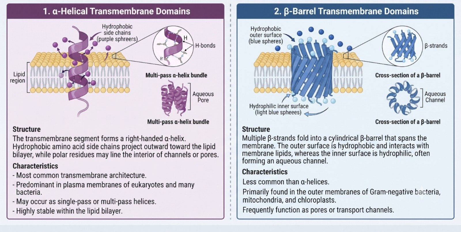 Biochemical comparison diagram detailing alpha-helical and beta-barrel transmembrane domains within a lipid bilayer.